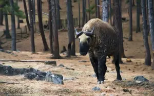 bhutan-tour-package