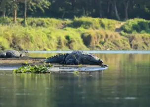chitwan-jungle-safari-tour
