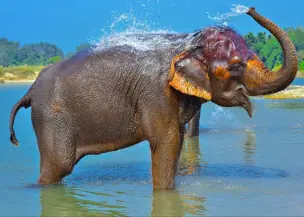 chitwan-jungle-safari-tour