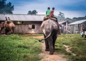 chitwan-jungle-safari-tour