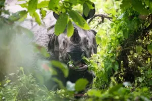 chitwan-jungle-safari-tour