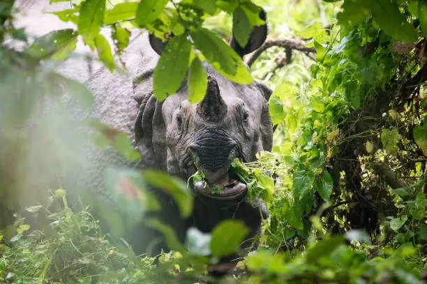 One-horned rhino