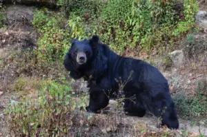 wildlife