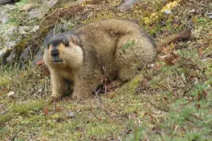 wildlife