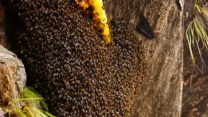 mad-honey