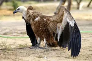 wildlife