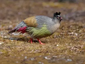 wildlife 