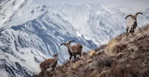 wildlife