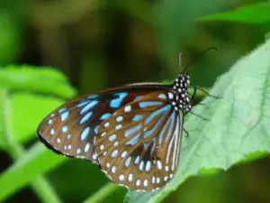 wildlife