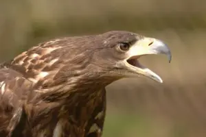 wildlife