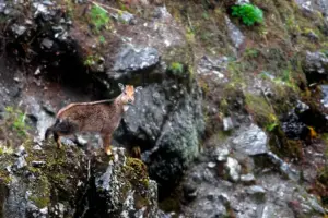 wildlife