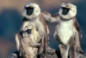 wildlife