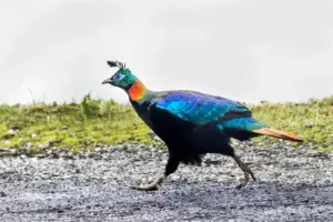 wildlife