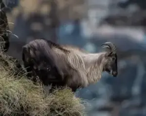 wildlife