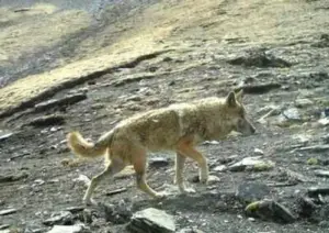 wildlife