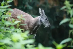 wildlife