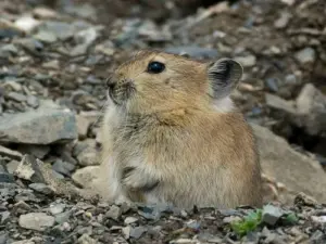wildlife