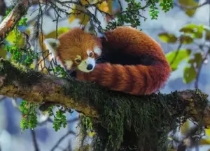 wildlife