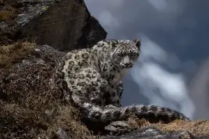 wildlife