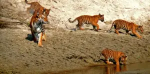 chitwan